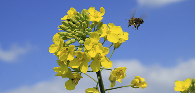 Neues Bienengift im Anflug