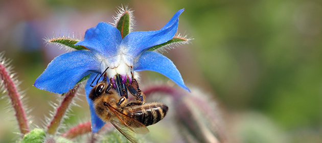 Etappensieg gegen Bienengifte in Frankreich