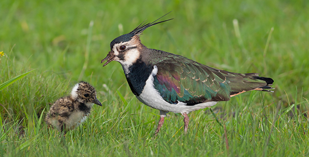 Deutschlands Vögel sterben aus