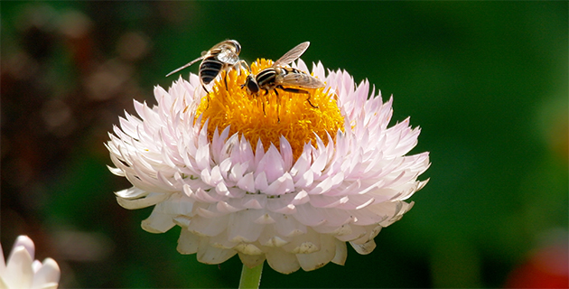 Neue Bienengifte: Klage gegen Bundesamt