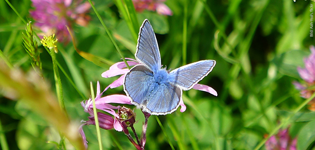 Wo sind sie geblieben? Das große Insektensterben