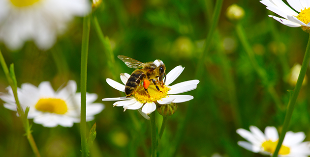 Interview: Bienengifte vor Gericht