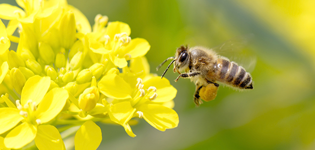 Neues Ackergift bedroht Bienen