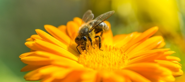 Biene, Foto: Marek Walica, Fotolia