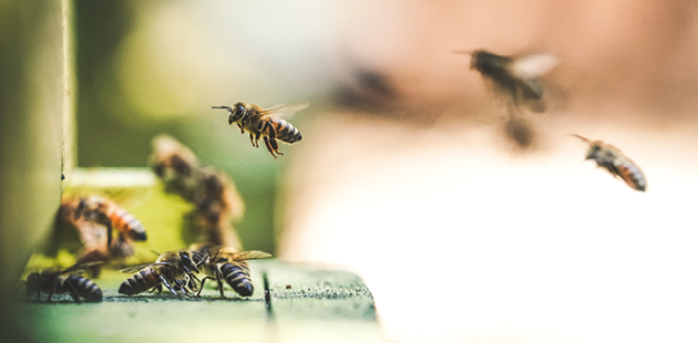 Frankreich verbietet Bienengifte