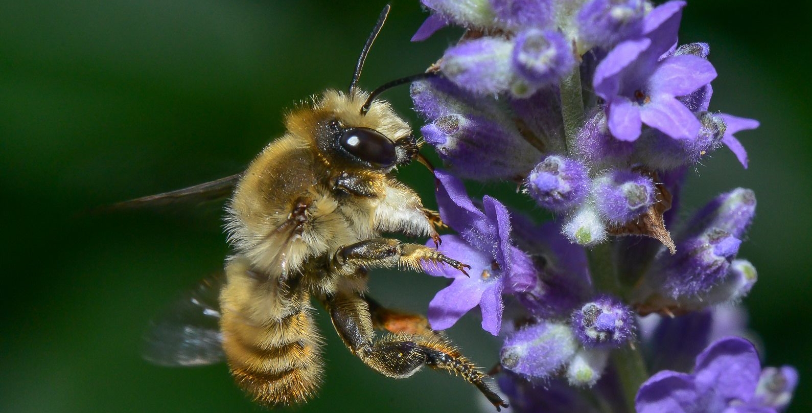 Doppelter Erfolg für den Bienenschutz