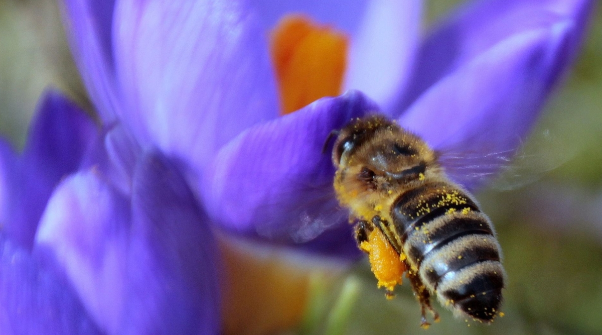 Werden Sie Bienen-BotschafterIn!