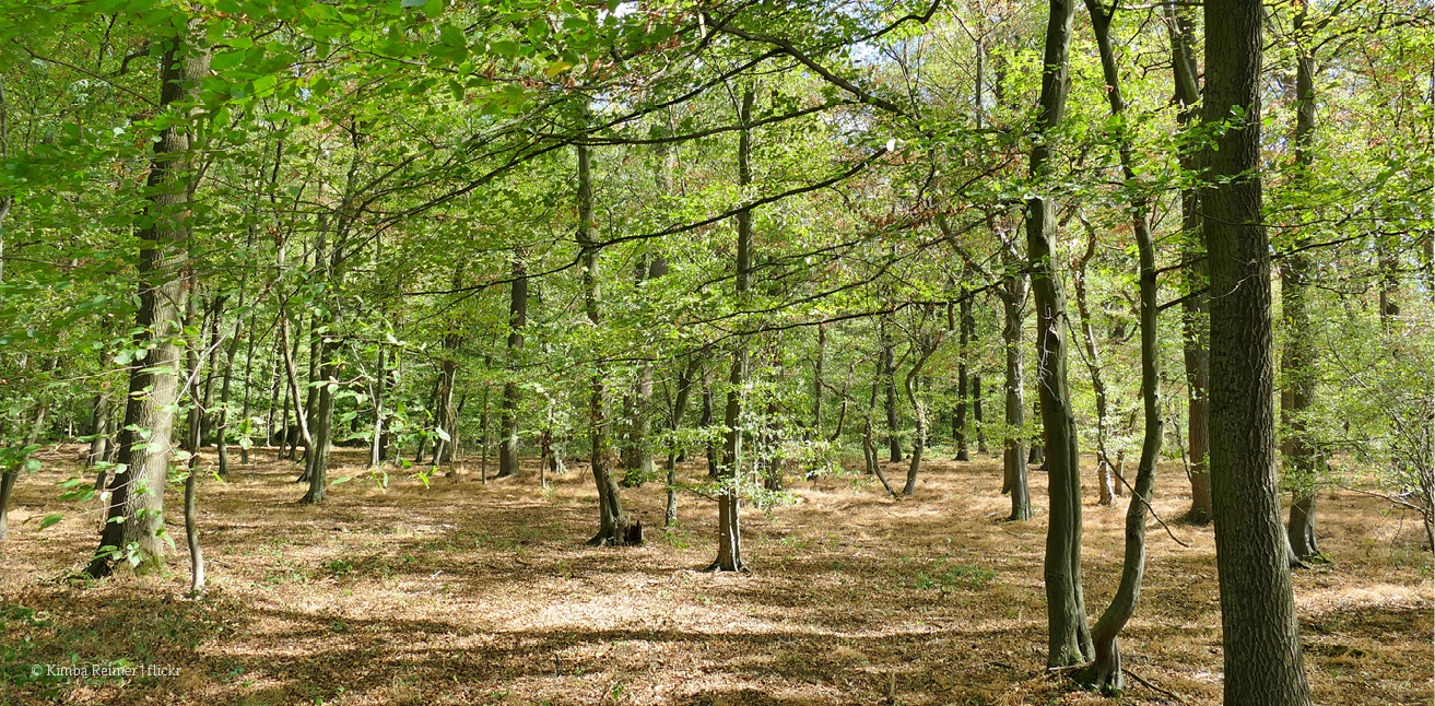 Tragischer Unfall im Hambacher Forst