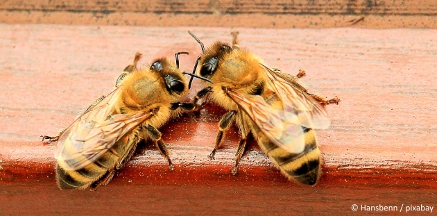 Glyphosat schädigt Bienen