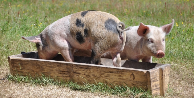 Fragen und Antworten zu ökologischer Landwirtschaft