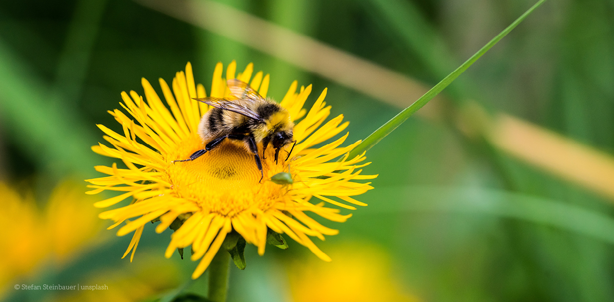 Neue Insektengifte: Weitere Zulassung erteilt