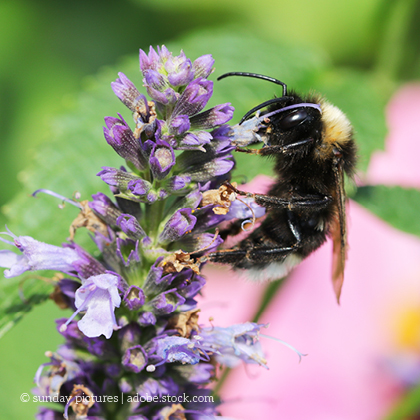 EU-Staaten schwächen Bienenschutz