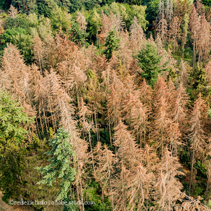 Wald im Dürrestress