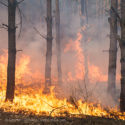 Waldbrand in Tschernobyl-Sperrgebiet