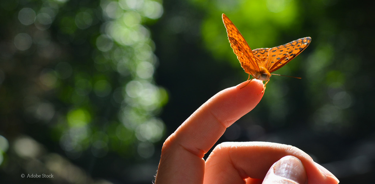 Schmetterling