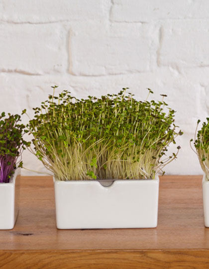 Anzuchtset für "Microgreens" 